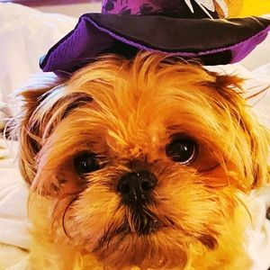 Meet your Posher, Grace